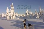 Sisu