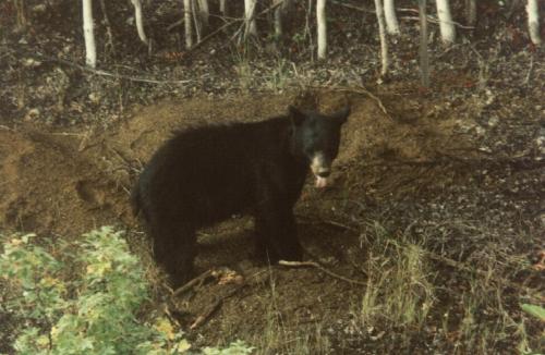 Der Bär auf Futtersuche